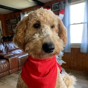 Meet your Posher, Paula